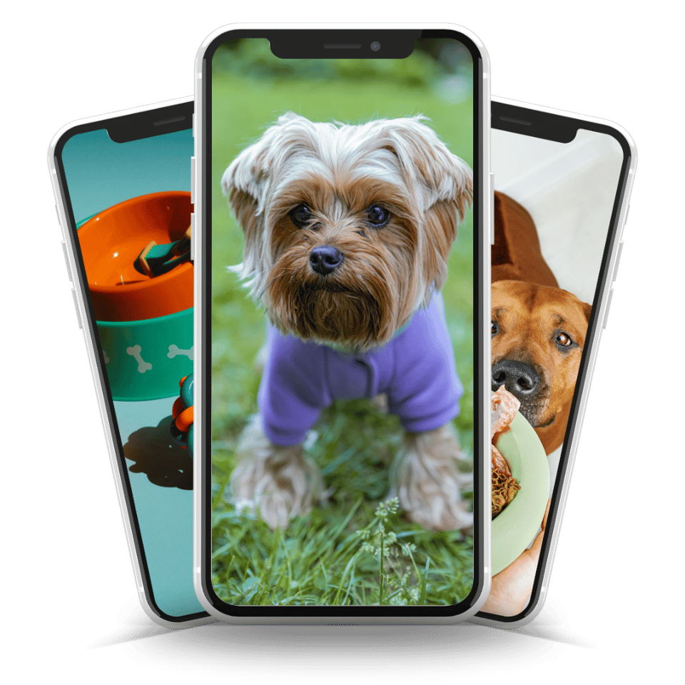 Pet supplies app concept